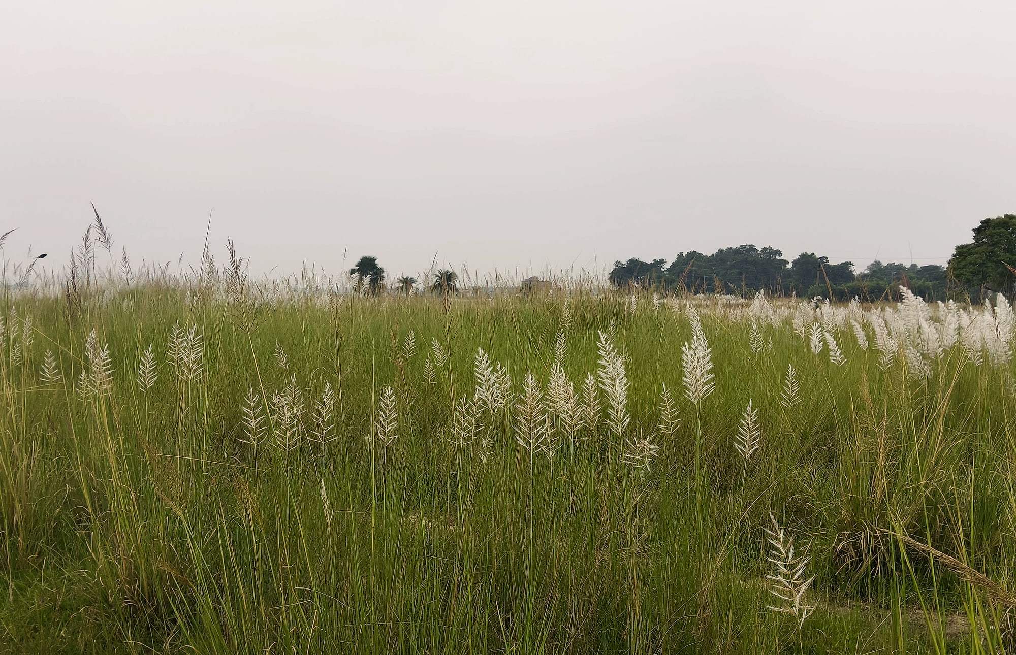 A wide field of kash flowers beneath a pale autumn sky